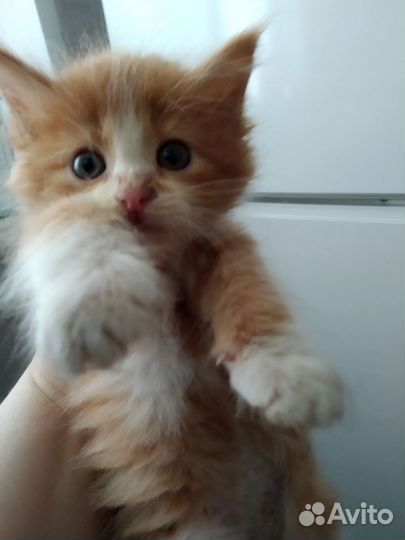 Солнечный зайчик