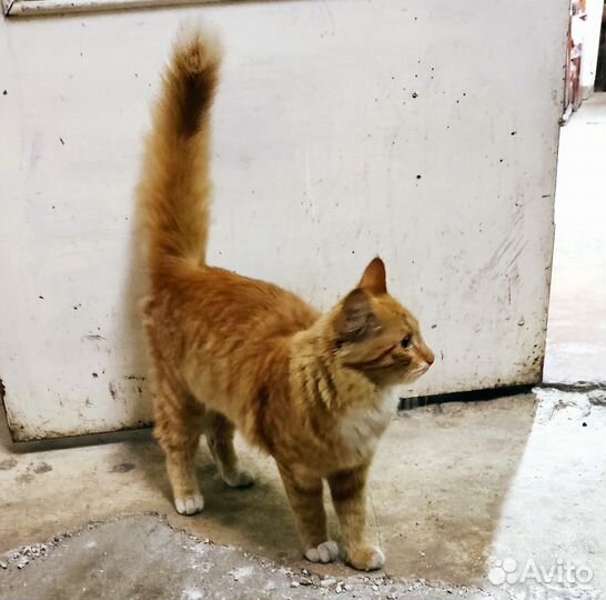 Кошечка 6 месяцев