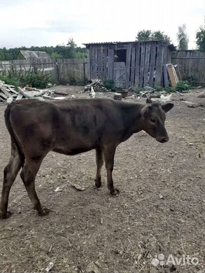 Домашние животные телята