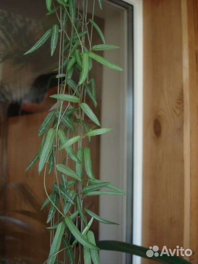 Церопегия линеарис