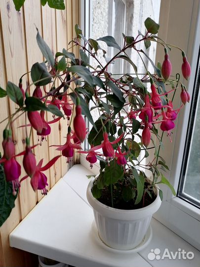 Фуксия комнатное растение