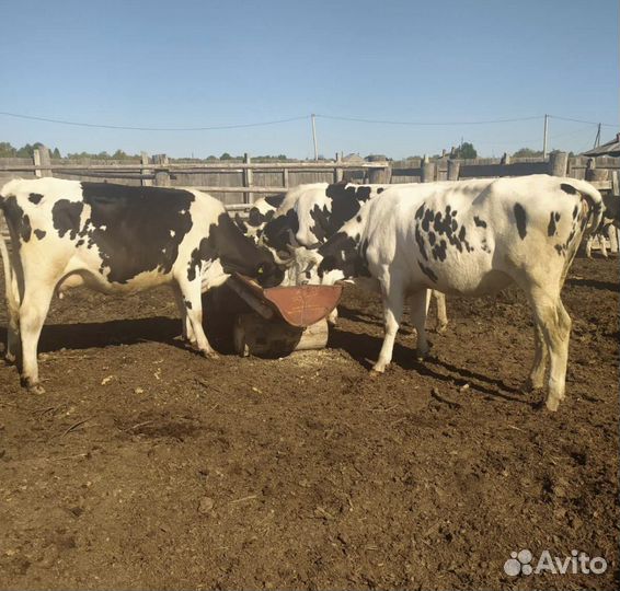 Племенные нетели