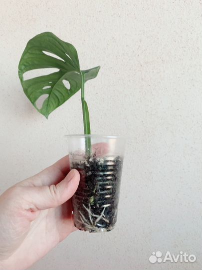 Монстера манки