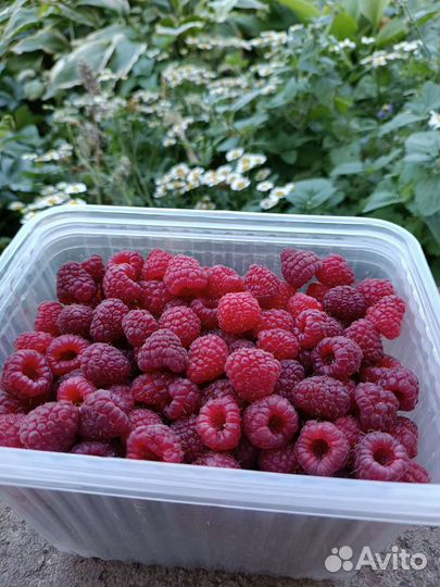 Малина ягода. Рассада