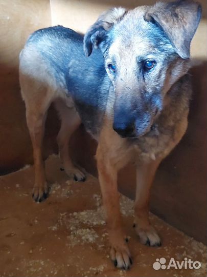 Собака уже 10 лет в приюте но мечты осуществимы