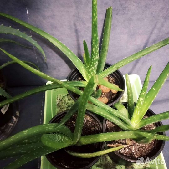 Алоэ столетник и вера, золотой ус