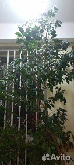 Домашние растения