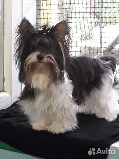 Вязка Бивера