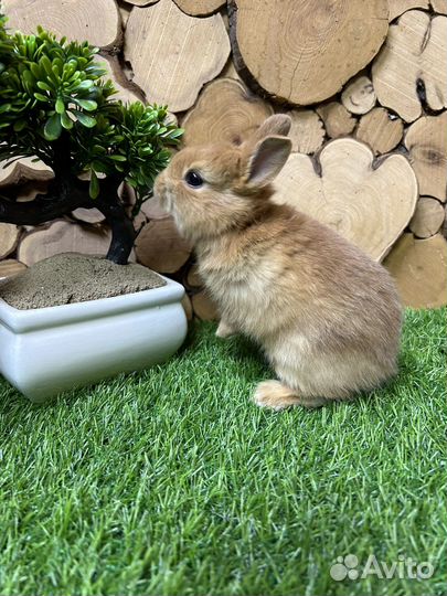 Карликовые кролики из питомника привитые