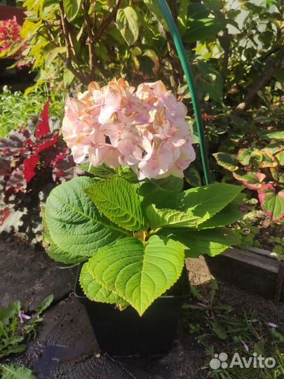 Гортензия ремонтантная саженцы