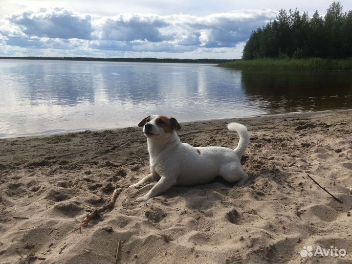 Вязка Джек Рассел терьер