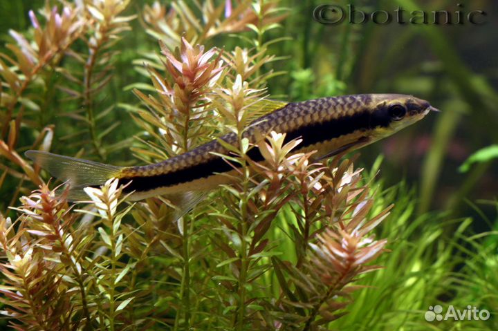 Растения для аквариума (отправляю по России)