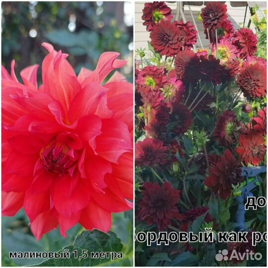 Георгины клубни