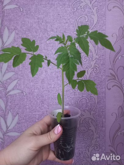 Рассада перцев и помидор