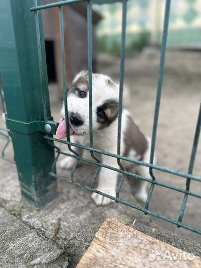 Среднеазиатская овчарка алабай щенки