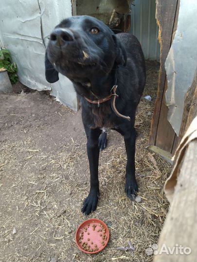 Собаки бесплатно в добрые руки