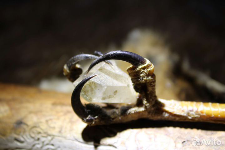 Оберег лапа Ястреба Перепелятника (имитация)