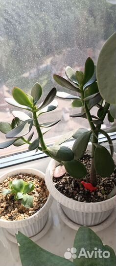 Комнатные цветы