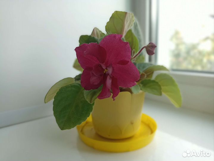 Пахистахис Толстянка Колеос Фиалка