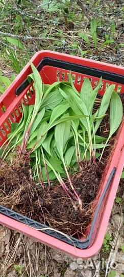 Луковицы черемши