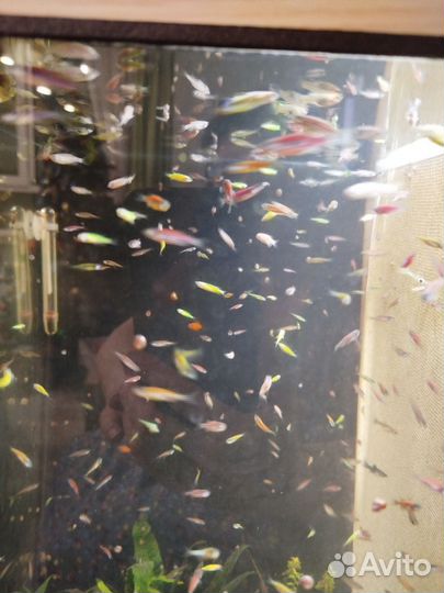 Аквариумные рыбки 