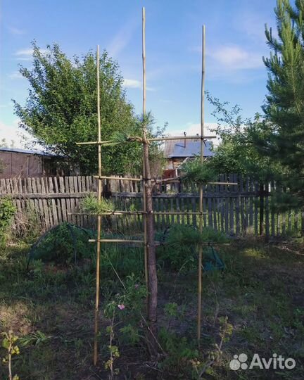 Ниваки из сосны Дан-зукури (стиль шагов)