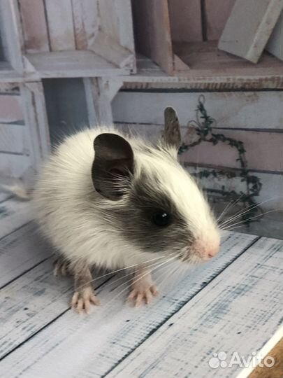 Дегу цветные