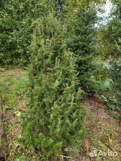 Можжевельник обыкновенный