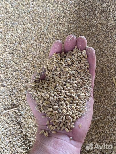 Зерно пшеница ячмень