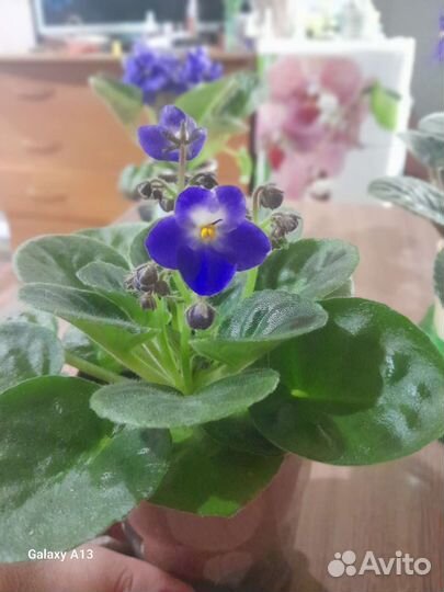 Сортовые фиалки