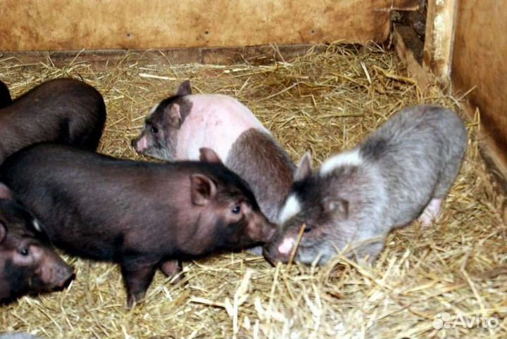 Вьетнамский вислобрюхий поросенок