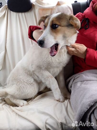 Собака из приюта Джесси. Стерильна