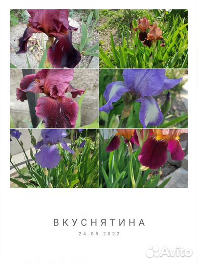 Ирисы