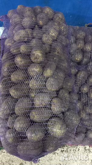 Картофель продаю свое