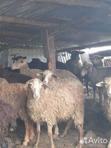 Овцы (ярки)