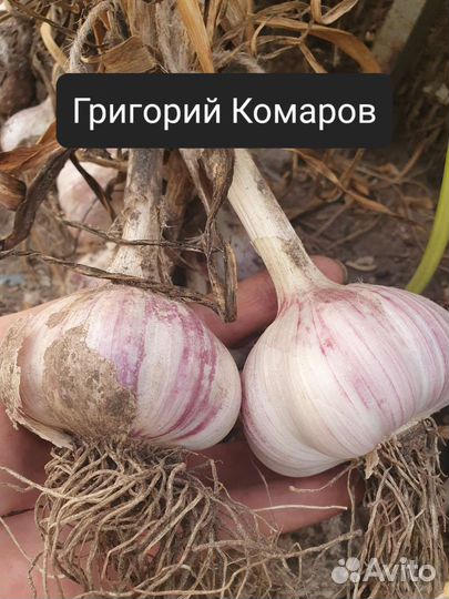 Крупный озимый чеснок