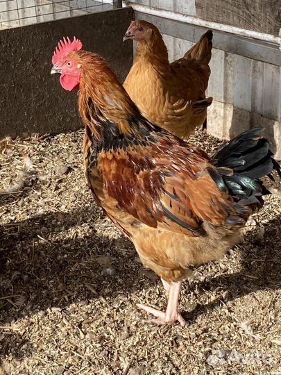 Петушки молодые кучинской юбилейной, помесные куры