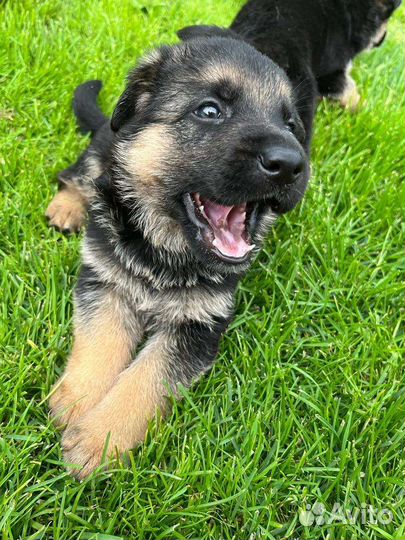 Щенки немецкой овчарки