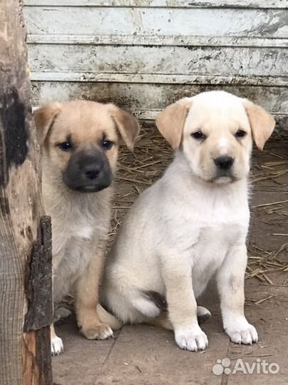 Щенки восточноевропейской овчарки