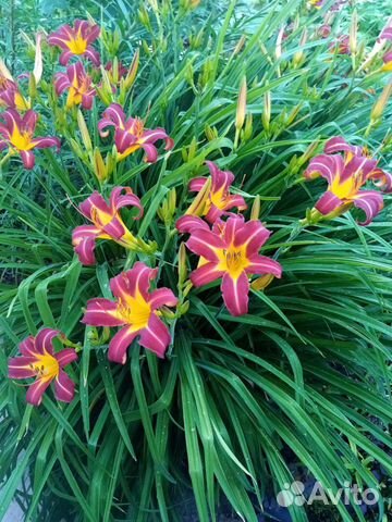 Цветы многолетние