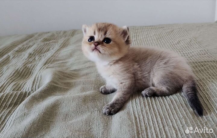 Котята золотых окрасов