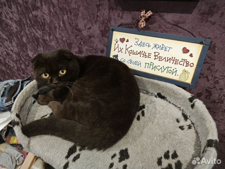 Шотландский кот вязка
