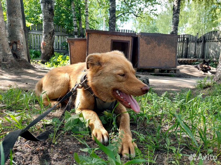 Собака в добрые руки