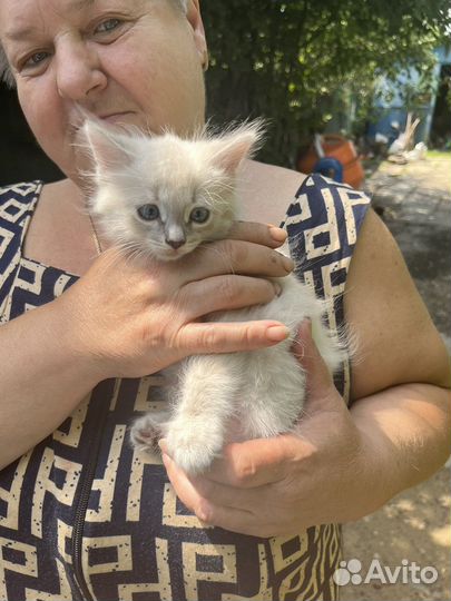 Шотландская