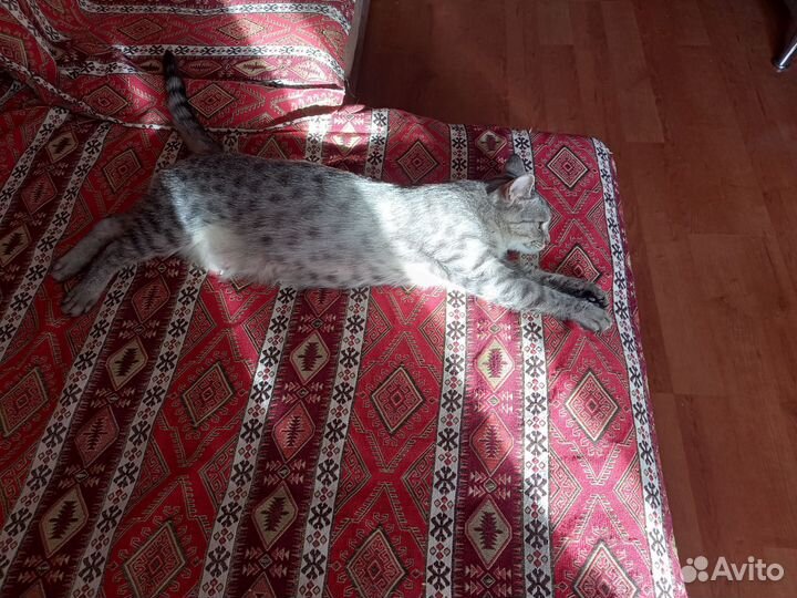 Потерялась кошка
