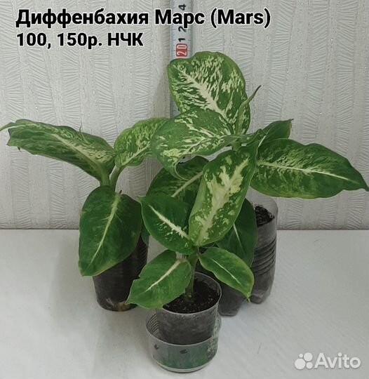 Диффенбахии