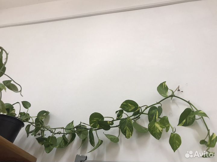 Спиндапсус, педилантус