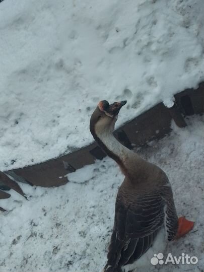 Гусь холмогорский