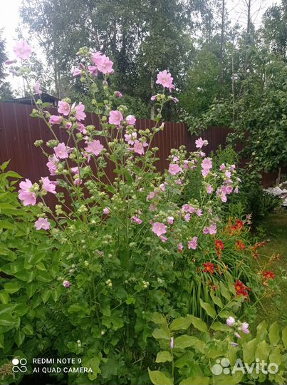 Мальва, многолетник