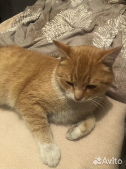 Котик ищет дом